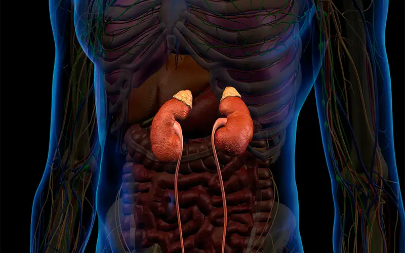 Take Charge Of Your Renal Health